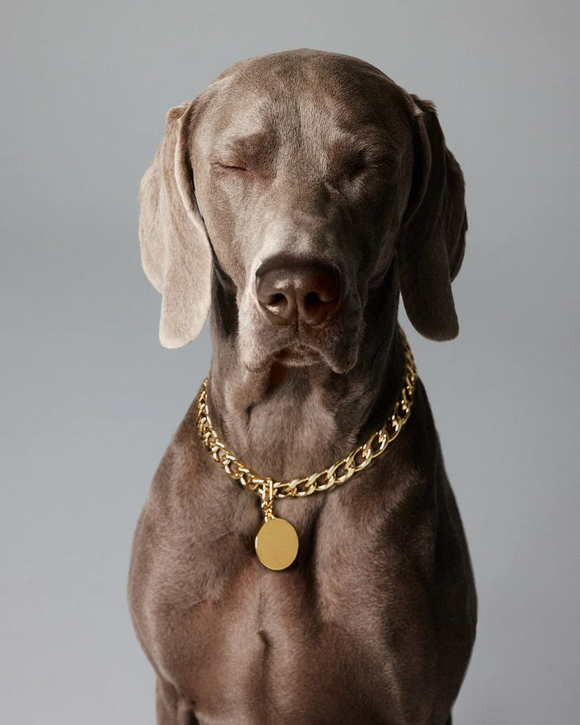 Dog wearing El Diablo gold necklace with Disque gold necklace charm by THE ANIMALS