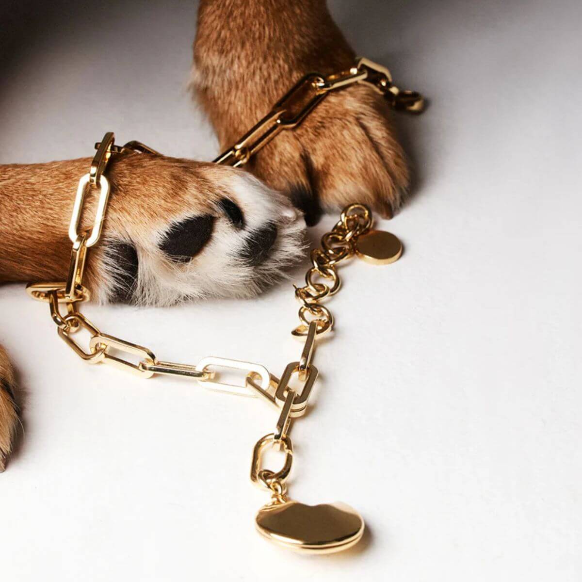 The Animals gold chain bracelet with circular disc charm wrapped around a dog's paw.
Goldenes Kettenarmband von The Animals mit rundem Plättchenanhänger, um die Pfote eines Hundes gewickelt.
Bracelet chaîne dorée The Animals avec pendentif disque rond autour de la patte d’un chien.