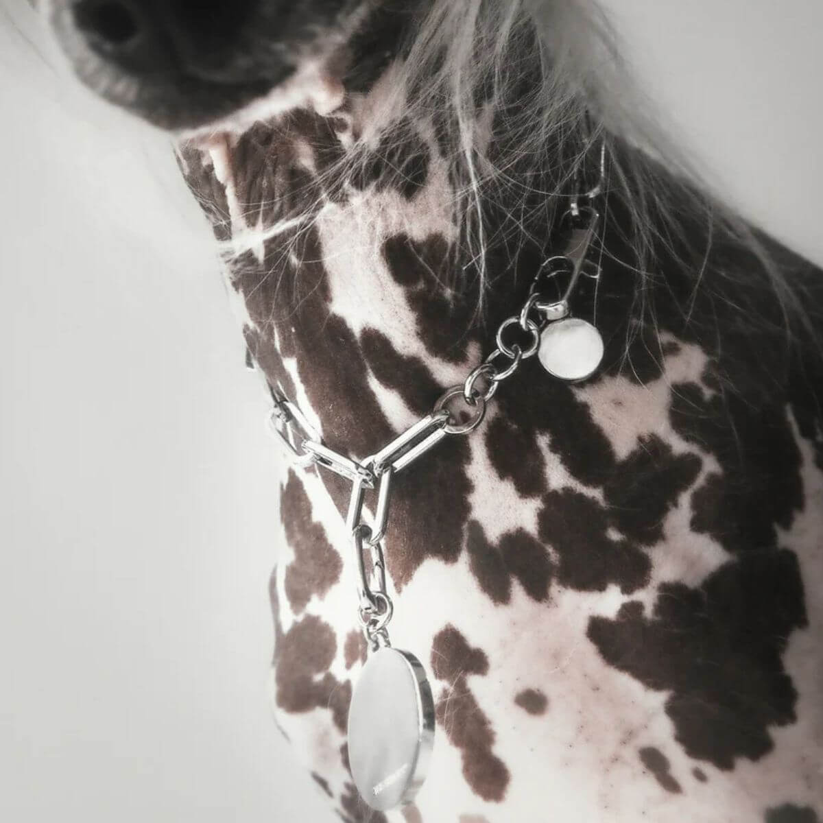 Close-up of The Animals silver disc pendant necklace on a dog. Nahaufnahme der silbernen Halskette mit rundem Anhänger von The Animals an einem Hund. Gros plan sur le collier argenté The Animals avec pendentif rond porté par un chien.