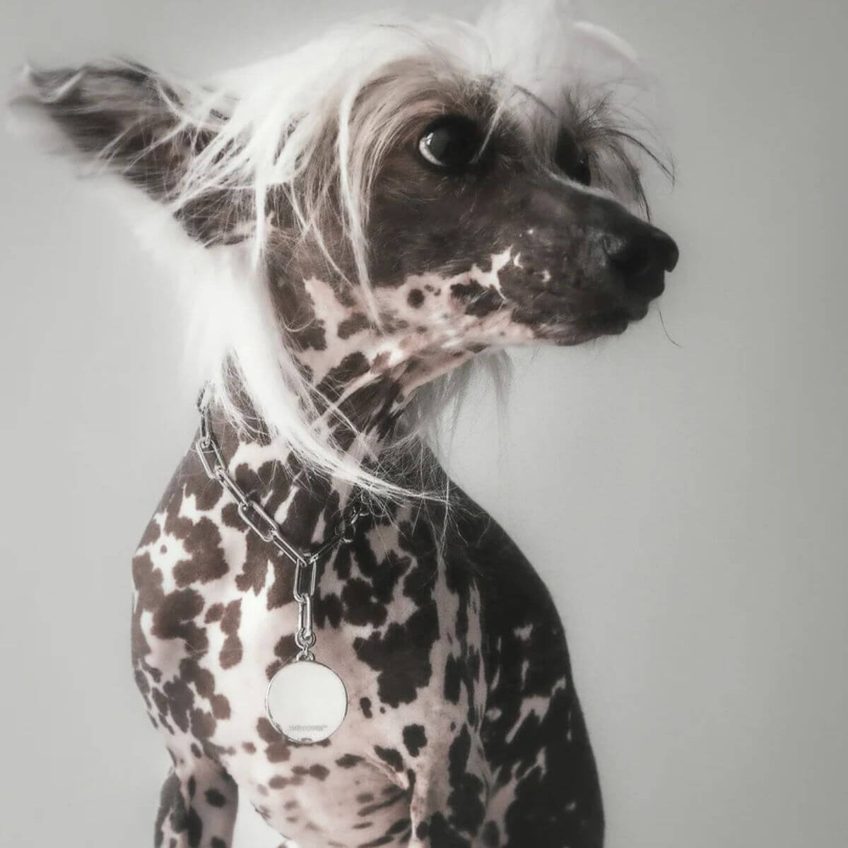 Hairless dog with spotted coat wearing The Animals silver chain necklace with disc pendant in a high-fashion look. Nackthund mit geflecktem Fell im High-Fashion-Look mit silberner Kette und Anhänger von The Animals. Chien nu à pelage tacheté portant un collier chaîne argentée avec médaillon rond de The Animals dans un look mode.