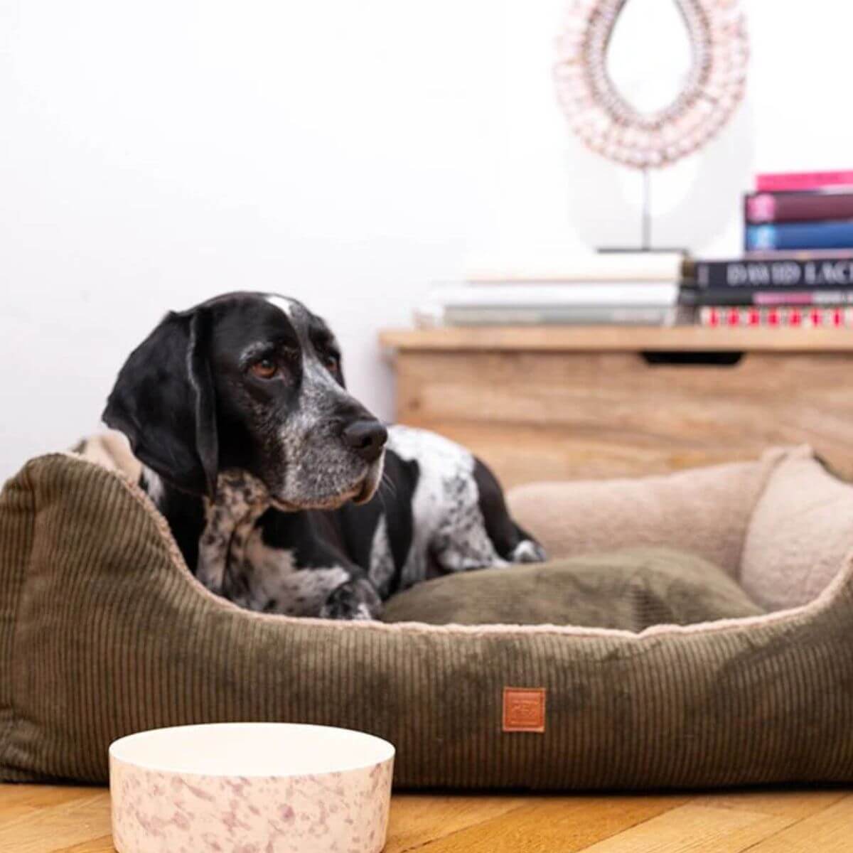 Black and white dog lying comfortably in the khaki corduroy bed by Pet & Co. in a cozy home setting. Schwarz-weißer Hund liegt entspannt im khakifarbenen Cordbett von Pet & Co. in einem gemütlichen Zuhause. Chien noir et blanc allongé confortablement dans le panier kaki en velours côtelé de Pet & Co. dans un intérieur chaleureux.