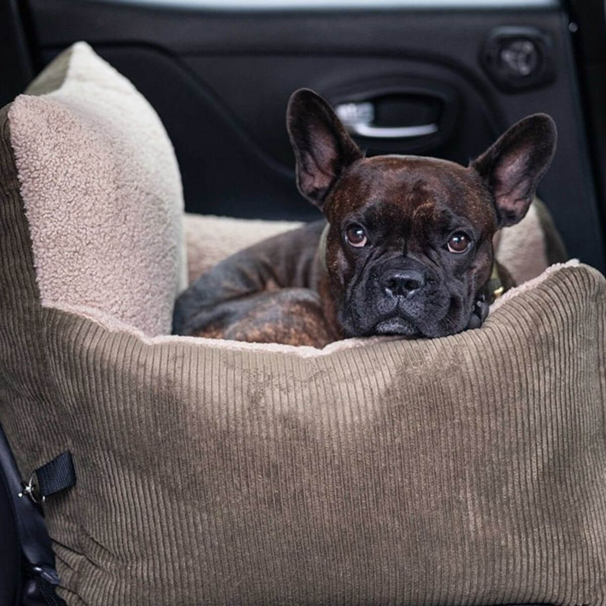 Pet & Co. corduroy dog car seat in use, showing a French Bulldog enjoying a safe ride with soft fabric walls and seatbelt attachment. Hundesitz aus Cord von Pet & Co. im Auto, mit Französischer Bulldogge, weichen Stoffwänden und sicherer Gurtbefestigung. Siège auto pour chien en velours côtelé Pet & Co. utilisé dans une voiture, avec un bouledogue français profitant d’un trajet sécurisé et confortable.