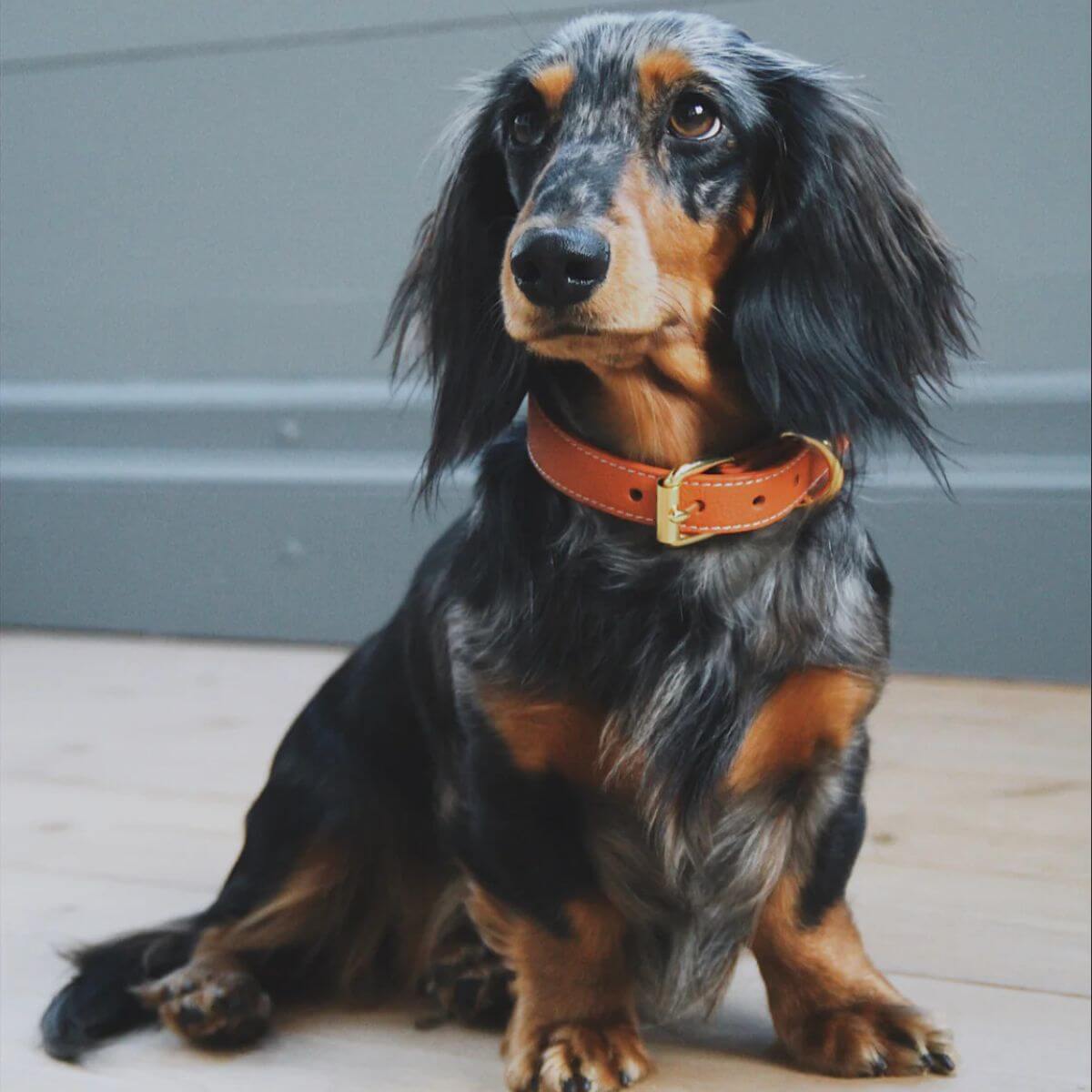 Long-haired Dachshund wearing a cognac vegan leather collar with gold hardware by Collar of Sweden – Teckel à poil long portant un collier en cuir végan couleur cognac avec boucle dorée, signé Collar of Sweden – Langhaar-Dackel mit Halsband aus veganem Leder in Cognac und goldener Schnalle von Collar of Sweden.