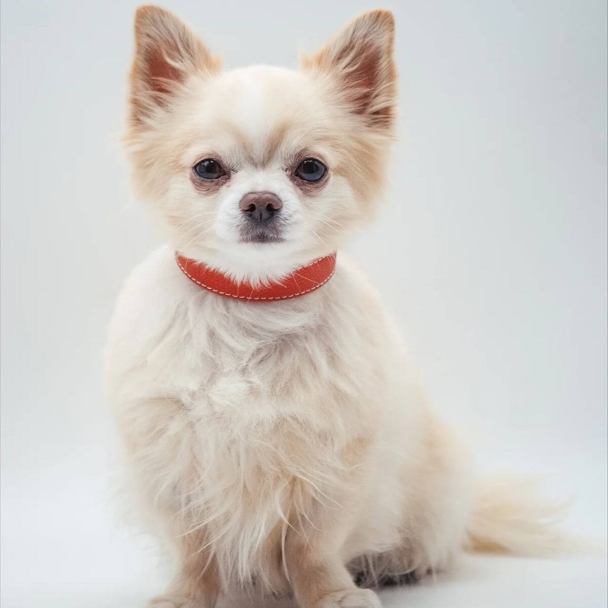 Long-haired Chihuahua wearing a cognac vegan leather dog collar with gold buckle by Collar of Sweden – Chihuahua à poil long portant un collier pour chien en cuir végan couleur cognac avec boucle dorée, signé Collar of Sweden – Langhaar-Chihuahua mit Hundehalsband aus veganem Leder in Cognac mit goldener Schnalle von Collar of Sweden.