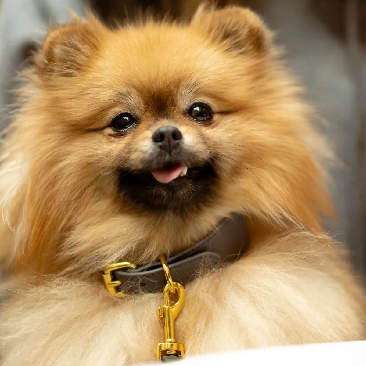 Pomeranian wearing a grey vegan leather dog collar with gold hardware by Collar of Sweden – Spitz nain portant un collier pour chien en cuir végan gris avec accessoires dorés, signé Collar of Sweden – Zwergspitz mit Hundehalsband aus grauem veganem Leder mit goldener Beschläge von Collar of Sweden.
