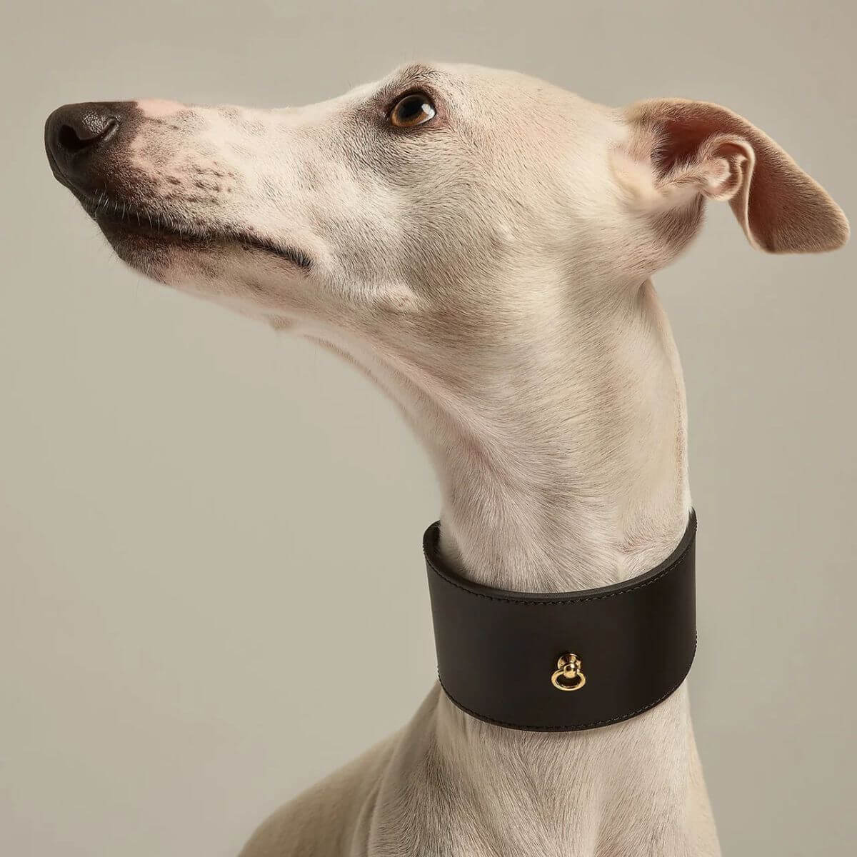 Studio portrait of a Greyhound wearing a wide black leather collar from Branni Pets, made for breeds with sensitive necks. Studioaufnahme eines Windhunds mit breitem schwarzem Lederhalsband von Branni Pets – speziell für empfindliche Hunderassen. Portrait en studio d’un lévrier avec un collier large Branni Pets, conçu pour les cous fragiles.