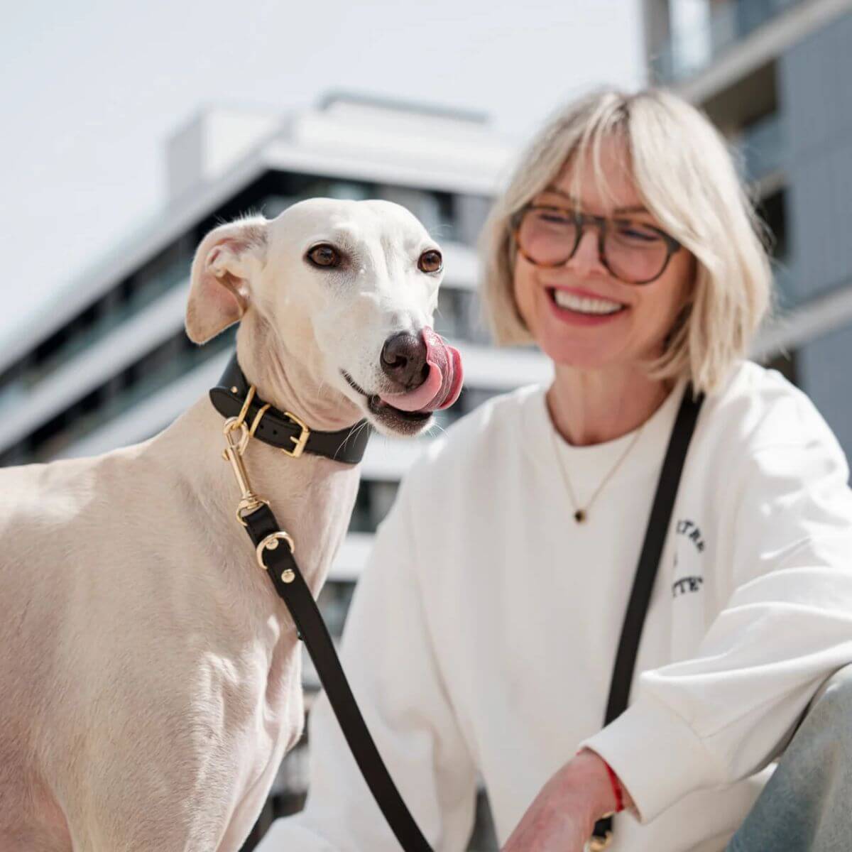 Greyhound wearing a Branni Pets black leather collar with gold hardware, designed to protect sensitive necks. Windhund mit schwarzem Lederhalsband von Branni Pets und goldenen Details – ideal bei empfindlichem Hals. Lévrier portant un collier en cuir noir Branni Pets avec des boucles dorées, conçu pour protéger les cous sensibles.
