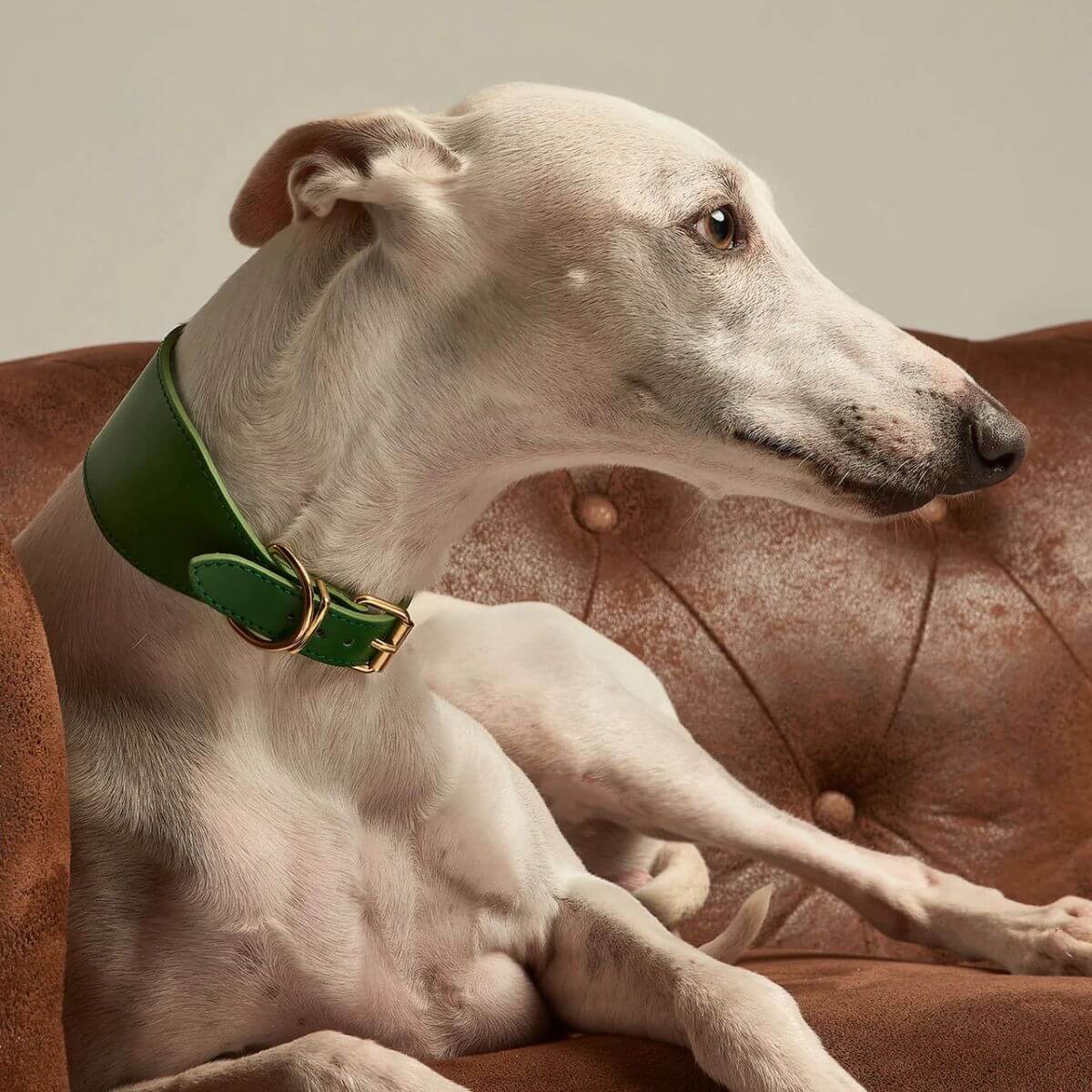 Greyhound resting on a leather couch while wearing a green Branni Pets collar with gold buckle, ideal for sighthounds – Windhund liegt entspannt auf einem Ledersofa und trägt ein grünes Branni Pets Halsband mit goldener Schnalle – Lévrier allongé sur un canapé en cuir portant un collier vert Branni Pets avec boucle dorée.