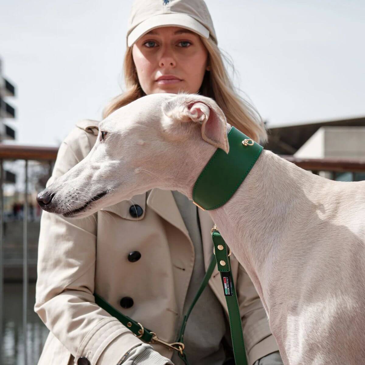 Elegant greyhound dog wearing a wide green Branni Pets leather collar with gold hardware and matching leash, perfect for dogs with sensitive necks or sighthounds like whippets and greyhounds – Eleganter Windhund mit breitem grünem Branni Pets Lederhalsband mit goldener Schnalle, ideal für empfindliche Hälse – Lévrier élégant portant un large collier en cuir vert Branni Pets avec des détails dorés, idéal pour les cous sensibles.