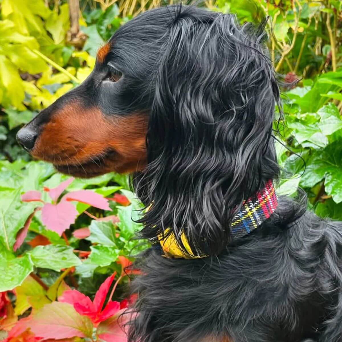 Long-haired black and tan dachshund wearing the tartan plaid dog collar with gold buckle from French Bandit, photographed outdoors among autumn foliage.
Teckel noir et feu à poils longs portant le collier pour chien à motif écossais avec boucle dorée de la marque French Bandit, photographié dans un décor automnal.
Langhaariger schwarz-lohfarbener Dackel mit dem karierten Hundehalsband mit goldener Schnalle von French Bandit, fotografiert im herbstlichen Garten.