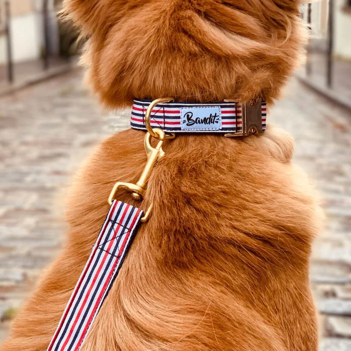 Dog wearing a red, white, and navy striped collar with gold hardware and matching leash from French Bandit, seen from behind on a cobblestone street. Stylish and modern accessory for fashionable dogs. Hund mit rot-weiß-blau gestreiftem Halsband mit goldener Schnalle und passender Leine von French Bandit, von hinten auf Kopfsteinpflasterstraße fotografiert. Stilvolles Accessoire für modebewusste Hunde. Chien portant un collier rayé rouge, blanc et bleu marine avec boucle dorée et laisse assortie de la marque