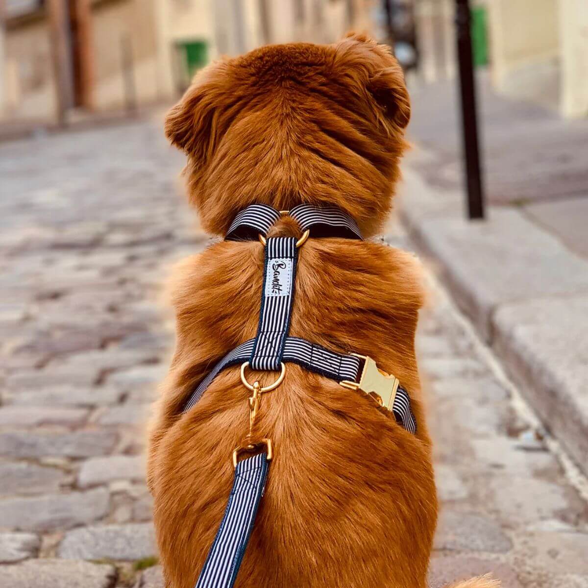 Dog wearing a French Bandit navy and white striped harness with gold hardware, sitting on a cobblestone street – stylish and elegant urban look. Hund mit French Bandit Hundegeschirr in Marine-Weiß mit goldenen Details auf Kopfsteinpflaster – stilvoller, eleganter City-Look. Chien portant un harnais rayé bleu marine et blanc de French Bandit avec bouclerie dorée – look urbain chic sur rue pavée.