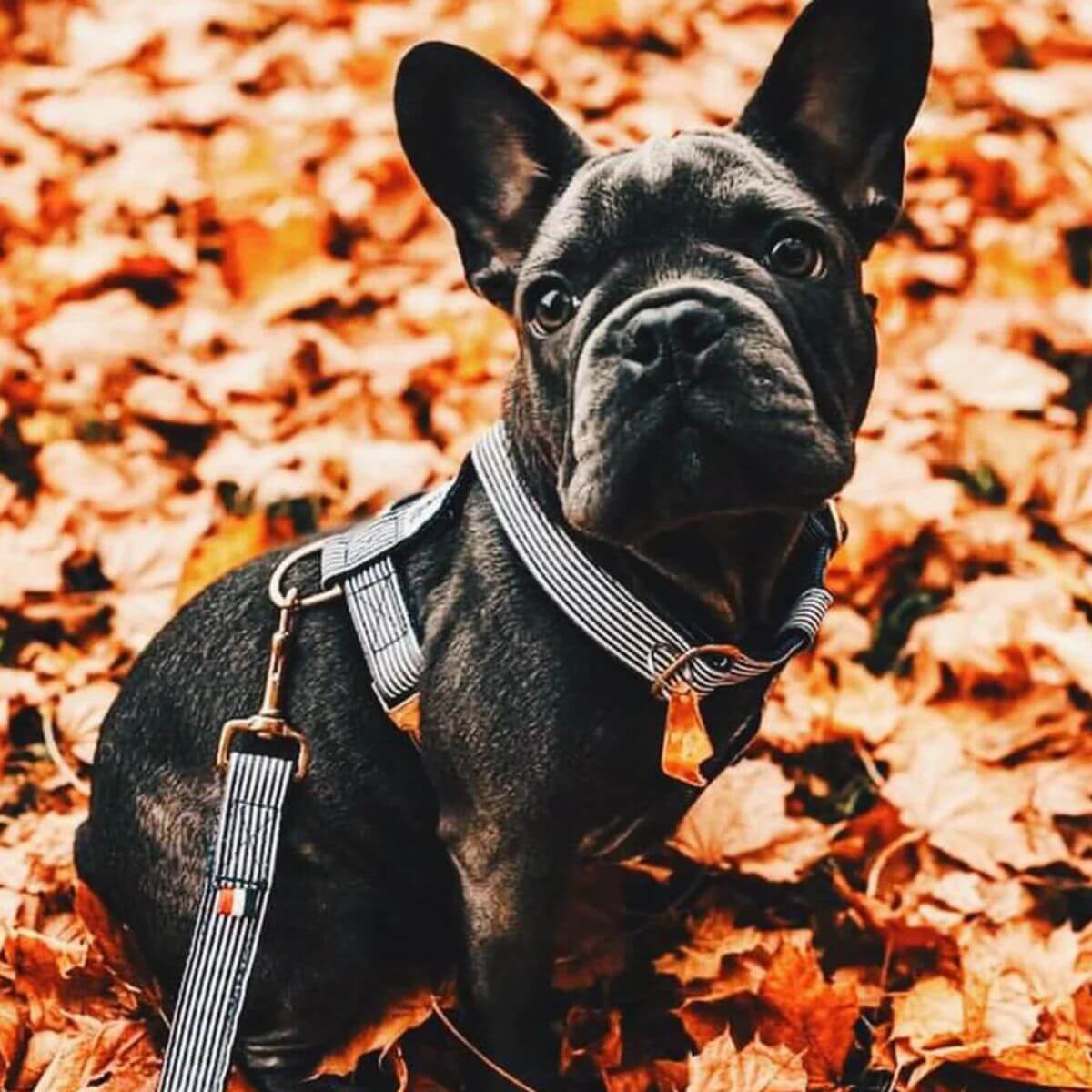 French bulldog wearing a navy and white striped French Bandit harness with matching leash, sitting among autumn leaves – cozy and stylish fall vibe. Französische Bulldogge mit French Bandit Hundegeschirr in Marine-Weiß und passender Leine zwischen buntem Herbstlaub – gemütlicher und stilvoller Herbstlook. Bouledogue français portant un harnais rayé bleu marine et blanc French Bandit avec laisse assortie, assis parmi les feuilles d’automne – ambiance automnale chic et chaleureuse.