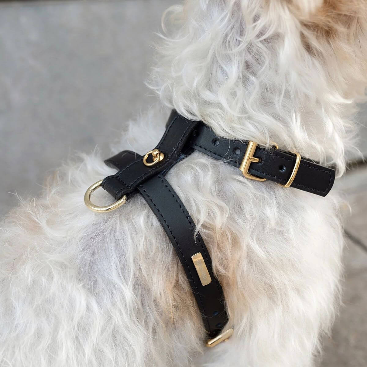 Side view of the Branni Pets black leather harness with gold-tone buckles on a fluffy white dog | Seitenansicht des schwarzen Branni Pets Hundegeschirrs aus Leder mit goldfarbenen Schnallen an einem flauschigen Hund | Vue latérale du harnais noir en cuir Branni Pets avec boucles dorées sur un chien à poils longs