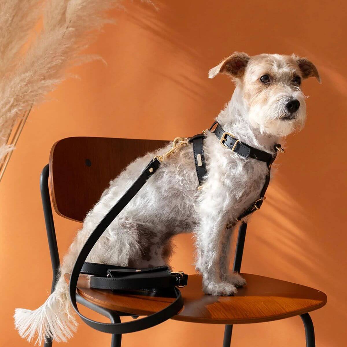 Stylish black leather dog harness from Branni Pets, modeled by a small terrier, perfect fit and comfort | Stilvolles schwarzes Hundegeschirr aus Leder von Branni Pets, getragen von einem kleinen Terrier, perfekte Passform und Komfort | Harnais noir élégant en cuir de Branni Pets, porté par un petit terrier – ajustement parfait et grand confort