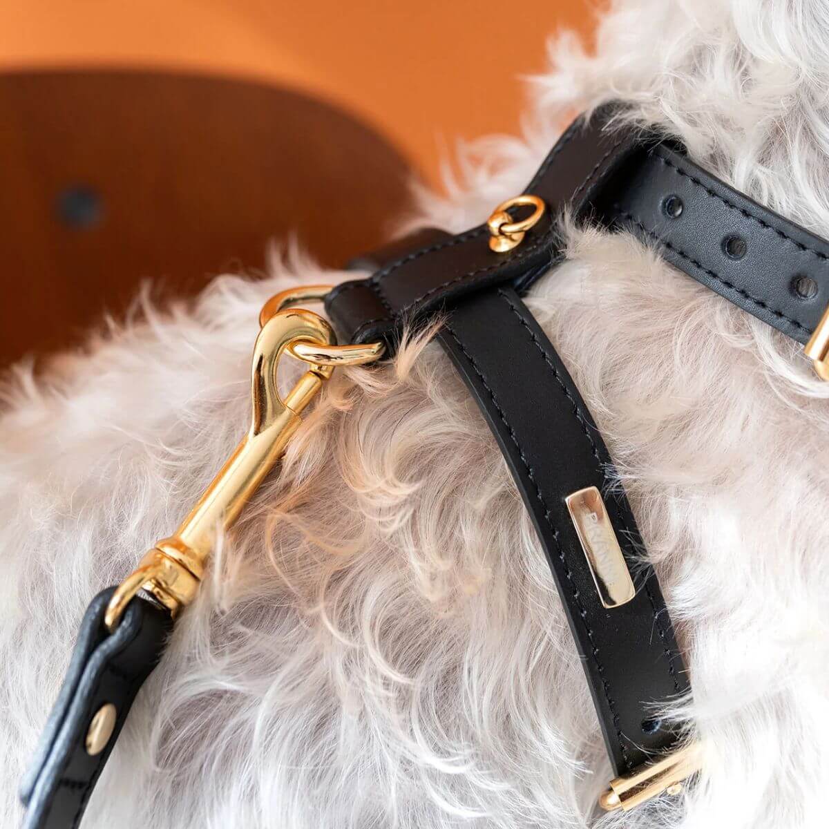Branni Pets black leather dog harness with gold hardware for small and medium dogs – ideal for elegant city walks | Branni Pets schwarzes Hundegeschirr aus Leder mit goldener Schnalle für kleine und mittelgroße Hunde – ideal für stilvolle Spaziergänge | Harnais noir en cuir pour chien Branni Pets avec bouclerie dorée pour petits et moyens chiens – parfait pour les promenades en ville