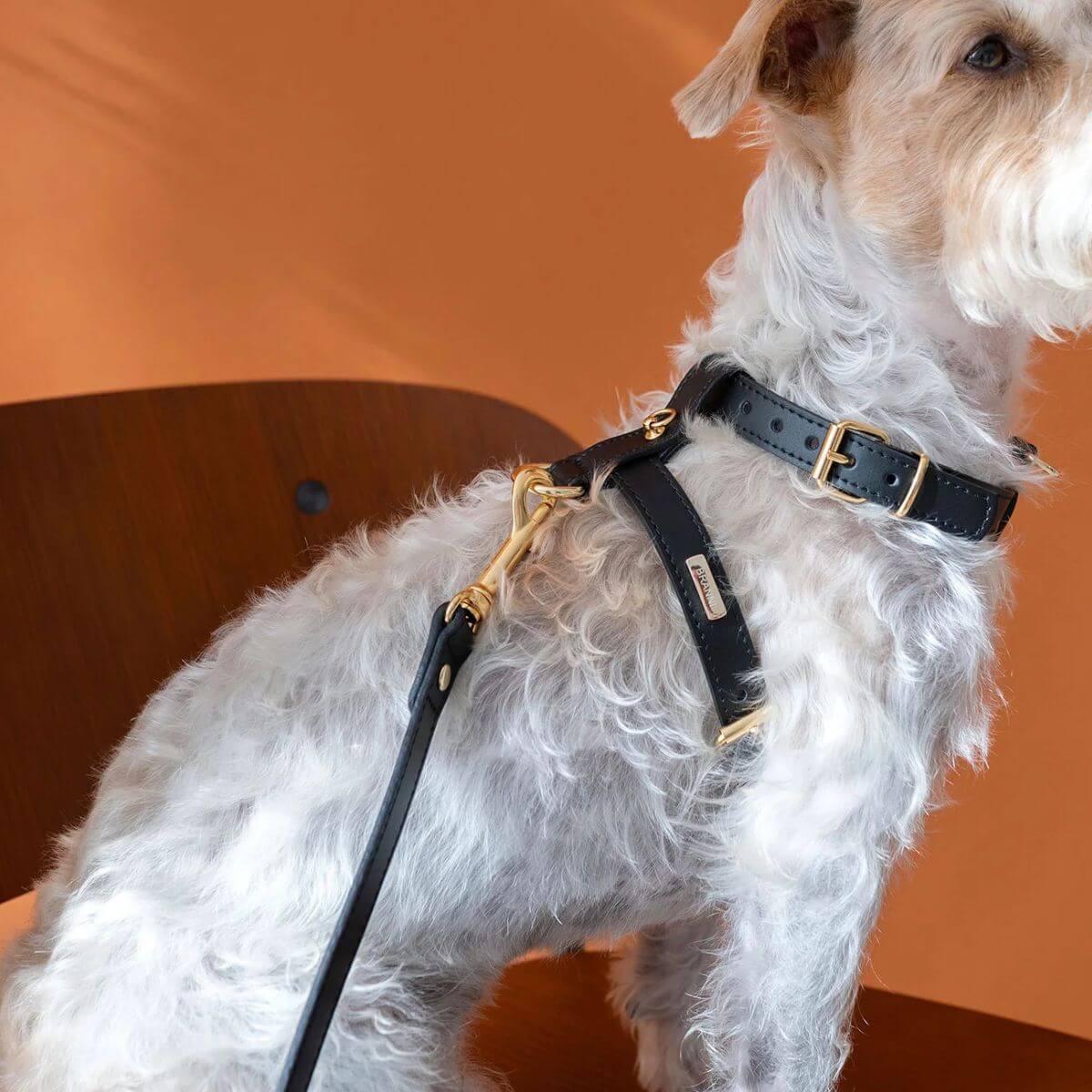 Branni Pets black dog harness in premium leather with matching leash for coordinated walking set | Schwarzes Branni Pets Hundegeschirr aus hochwertigem Leder mit passender Leine für ein abgestimmtes Set | Harnais noir pour chien Branni Pets en cuir de qualité, avec laisse assortie pour un ensemble chic