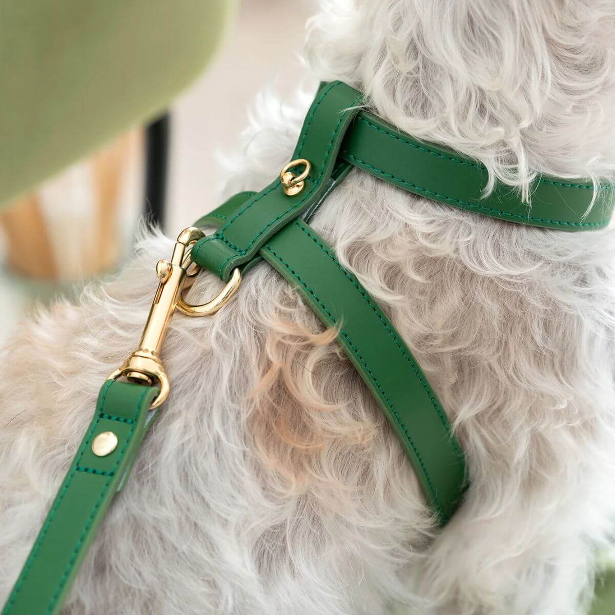 Branni Pets green dog harness shown from the back, featuring a golden clasp and ring for leash attachment. Stylish and practical. — Grünes Branni Pets Hundegeschirr von hinten mit goldener Leinenbefestigung. Elegant und funktional. — Harnais vert Branni Pets vu de dos, avec attache dorée pour la laisse. Élégant et pratique.