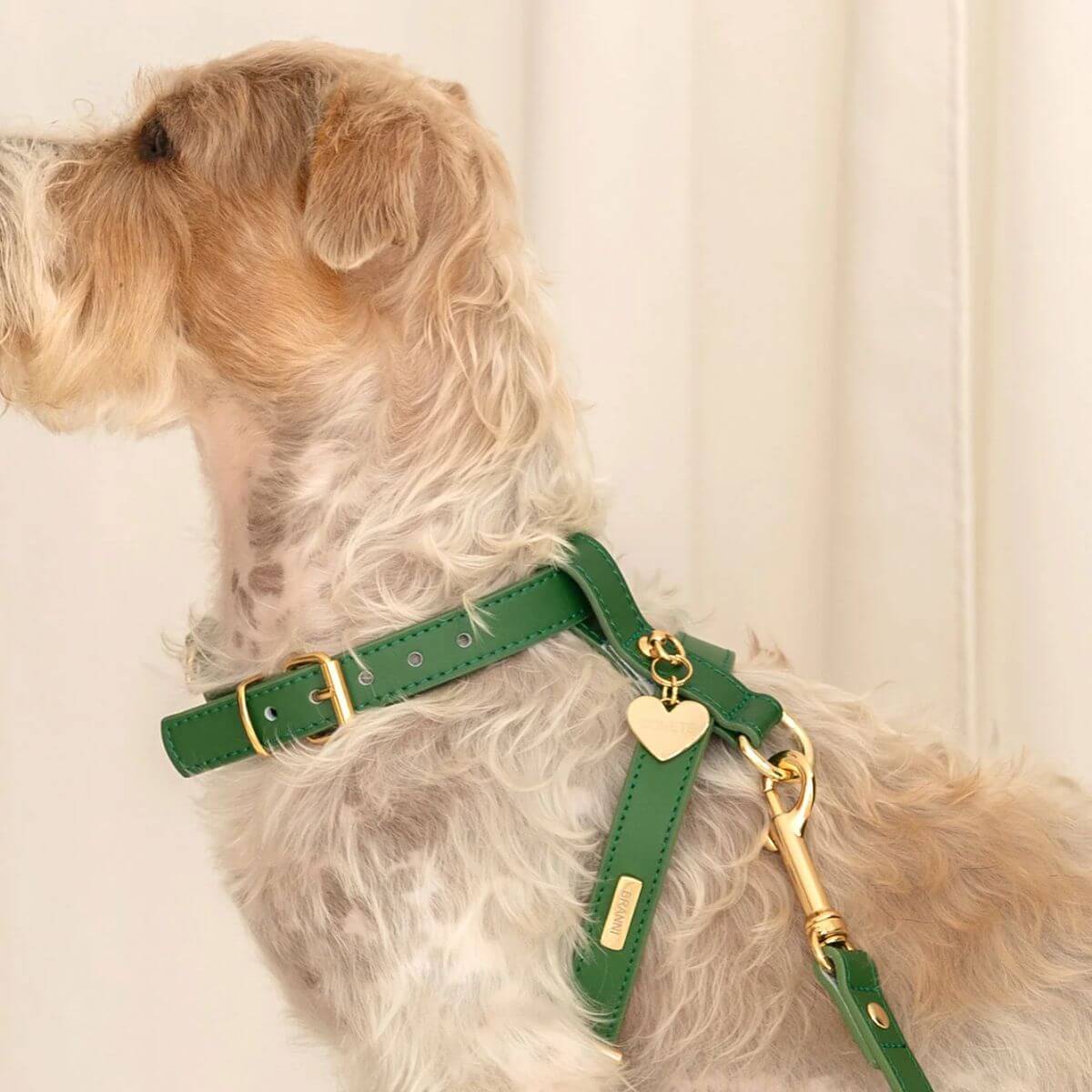 Profile of a dog wearing a green leather harness from Branni Pets, accessorized with a golden heart-shaped ID tag. — Profil eines Hundes mit grünem Ledergeschirr von Branni Pets und herzförmiger Hundemarke. — Profil d’un chien portant un harnais en cuir vert Branni Pets avec médaille en forme de cœur.