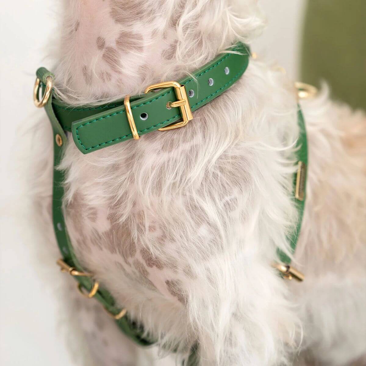 A green leather dog harness with gold hardware by Branni Pets, designed for small to medium dogs. Ideal for secure and stylish walks. — Ein grünes Lederhundegeschirr mit goldener Schnalle von Branni Pets, ideal für kleine bis mittelgroße Hunde. — Harnais pour chien en cuir vert avec bouclerie dorée signé Branni Pets, conçu pour les chiens de petite à moyenne taille.