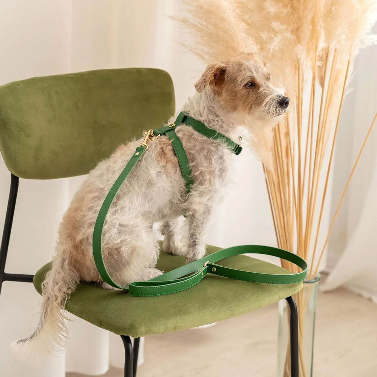 A stylish small dog wearing a green Branni Pets harness and matching leash, seated on a velvet green chair. Elegant indoor setup. — Kleiner Hund mit grünem Branni Pets Geschirr und passender Leine auf einem samtgrünen Stuhl. — Petit chien portant un harnais vert Branni Pets avec laisse assortie, assis sur une chaise en velours vert.