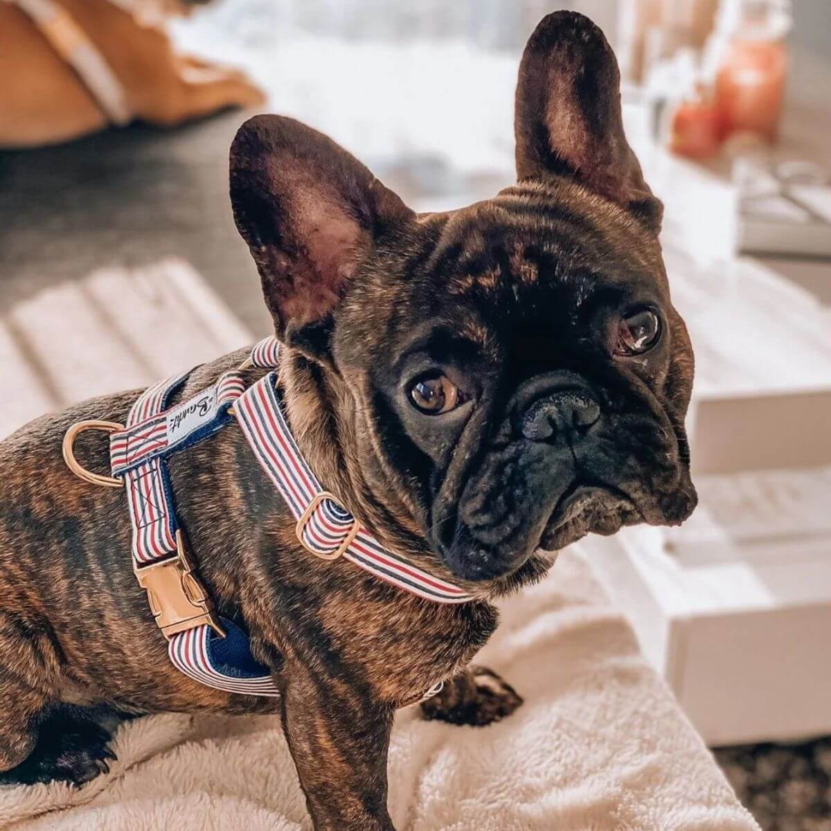 Brindle French bulldog wearing a red, white, and blue striped harness by French Bandit with gold hardware – cozy indoor moment. Gestromte Französische Bulldogge mit French Bandit Hundegeschirr in Rot-Weiß-Blau mit goldenen Details – gemütlicher Moment im Innenraum. Bouledogue français bringé portant un harnais French Bandit rayé rouge, blanc et bleu avec finitions dorées – moment de confort à l’intérieur.