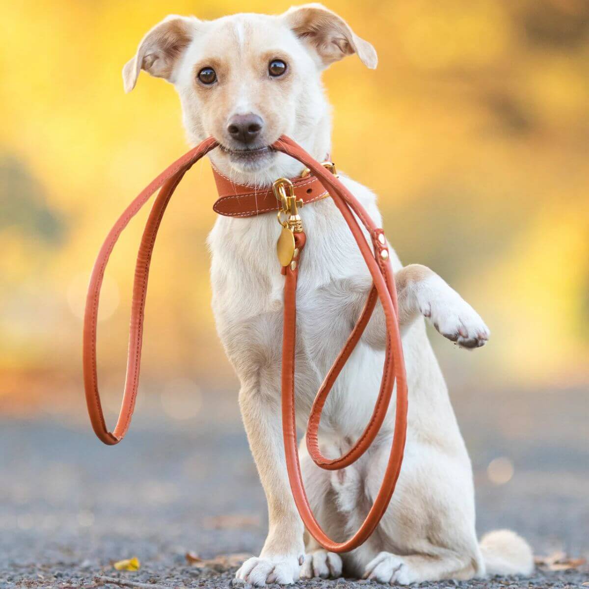 Dog holding cognac vegan leather leash in mouth, wearing matching Collar of Sweden collar with gold hardware – Chien tenant une laisse en cuir végan couleur cognac dans la bouche, avec collier assorti signé Collar of Sweden et quincaillerie dorée – Hund mit cognacfarbener Hundeleine aus veganem Leder im Maul, trägt passendes Halsband mit goldener Beschläge von Collar of Sweden.