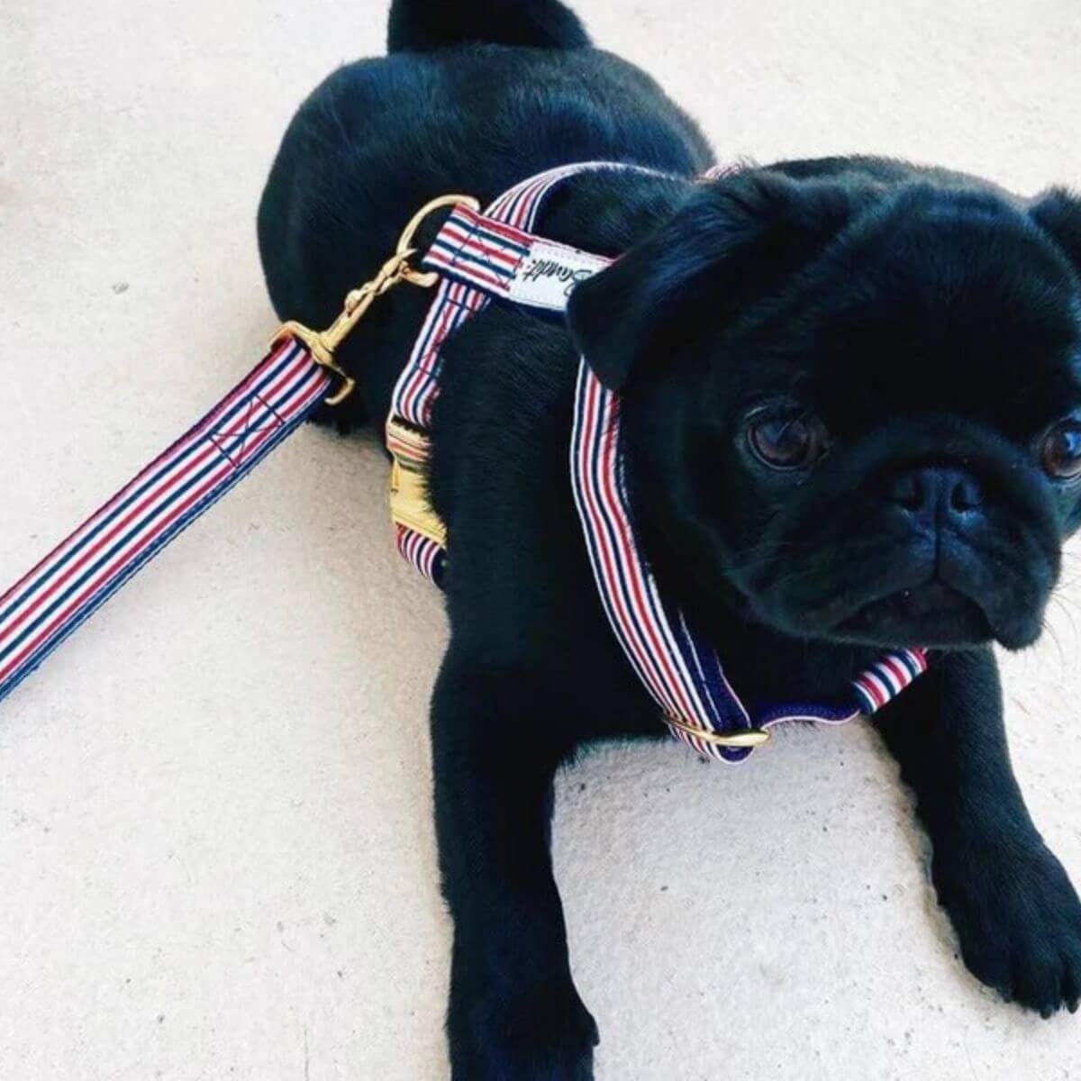 Black pug wearing the French Bandit red, white, and blue striped harness with matching leash and gold hardware – playful and patriotic look. Schwarzer Mops mit French Bandit Hundegeschirr und passender Leine in Rot-Weiß-Blau mit goldenen Details – verspielt und stilvoll. Carlin noir portant le harnais à rayures rouge, blanc et bleu de French Bandit avec laisse assortie et bouclerie dorée – look joyeux et élégant.