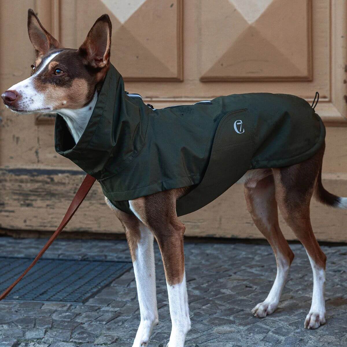 Dog wearing the Cloud7 olive green raincoat while standing on a city sidewalk. / Hund trägt den olivgrünen Regenmantel von Cloud7 auf einem Bürgersteig. / Chien portant l’imperméable vert olive de Cloud7 dans une rue urbaine.