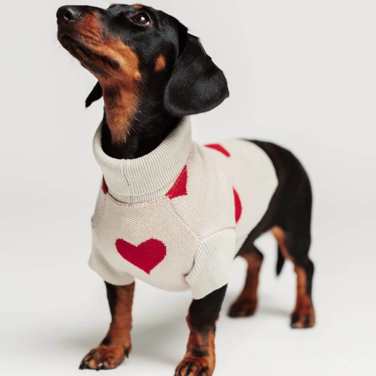 Black and tan dachshund in a cozy heart-print dog sweater by Lou and Co. Schwarz-brauner Dackel im gemütlichen Hundepullover mit Herzmuster von Lou and Co. Teckel noir et feu portant un pull pour chien à cœurs signé Lou and Co.