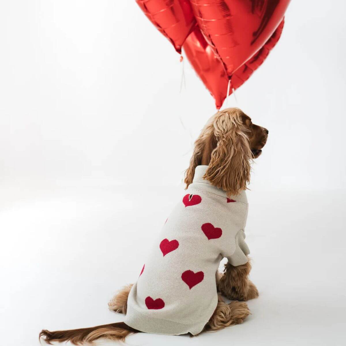 Cute cocker spaniel wearing a cream dog sweater with red hearts by Lou and Co. Süßer Cocker Spaniel in einem cremefarbenen Hundepullover mit roten Herzen von Lou and Co. Adorable cocker en pull crème à cœurs rouges pour chien signé Lou and Co.