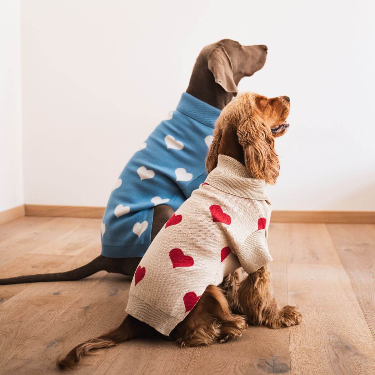 Two dogs in heart-print sweaters from Lou and Co, one cream with red hearts, the other blue with white. Zwei Hunde in Lou and Co Pullovern – einer cremefarben mit roten Herzen, der andere blau mit weißen. Deux chiens portant des pulls Lou and Co – l’un crème à cœurs rouges, l’autre bleu à cœurs blancs.