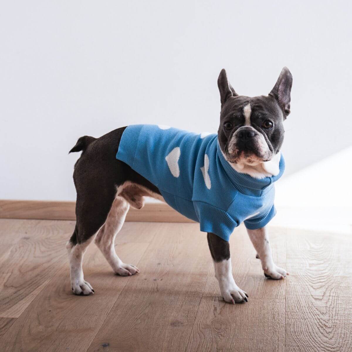 French Bulldog in blue dog sweater with white heart print by Lou and Co. | Französische Bulldogge mit blauem Herz-Pullover von Lou and Co. | Bouledogue français en pull bleu à cœurs blancs de Lou and Co.