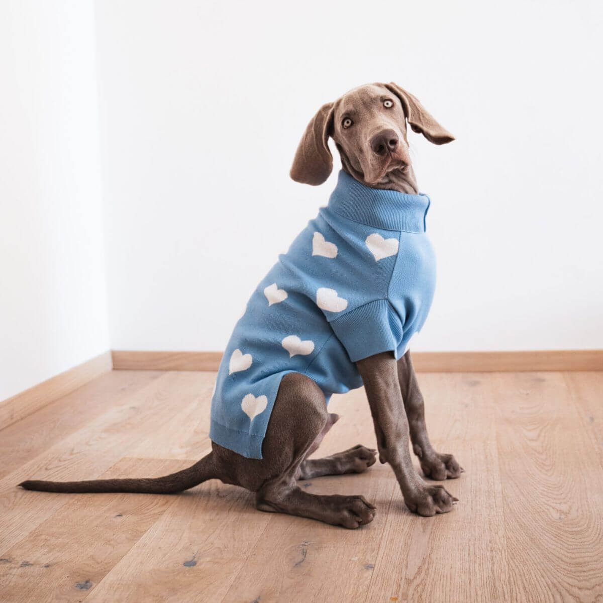 Large dog wearing light blue heart-patterned sweater by Lou and Co. | Großer Hund mit hellblauem Herz-Pullover von Lou and Co. | Grand chien portant un pull bleu à cœurs signé Lou and Co.
