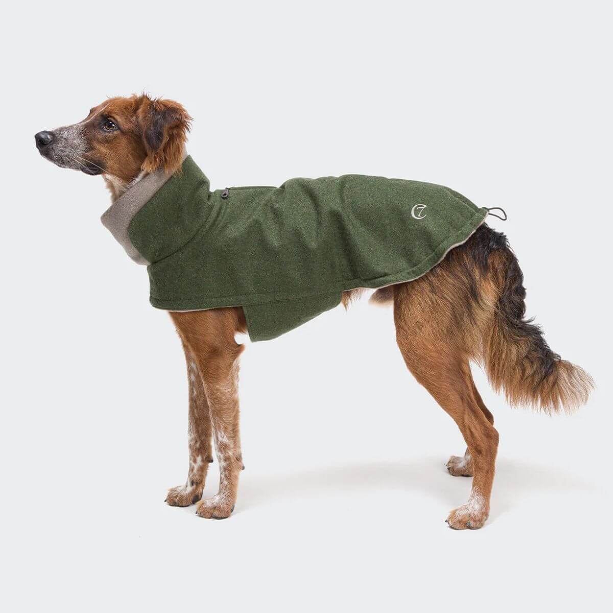 Brown and white dog in green Cloud7 dog wintercoat with logo on the side. | Braun-weißer Hund im grünen Cloud7 Wintermantel mit Logo an der Seite. | Chien brun et blanc portant le manteau vert Cloud7 avec logo sur le côté.