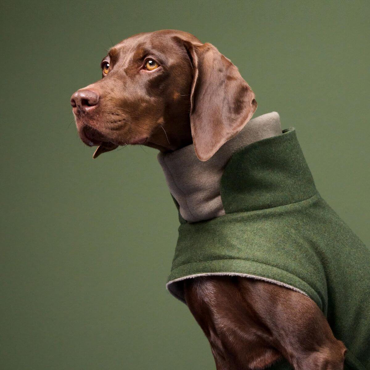 Brown dog wearing green Cloud7 dog wintercoat with high fleece-lined collar. | Brauner Hund trägt grünen Cloud7 Wintermantel mit hohem Fleecekragen. | Chien brun portant un manteau d'hiver vert Cloud7 avec col doublé polaire.