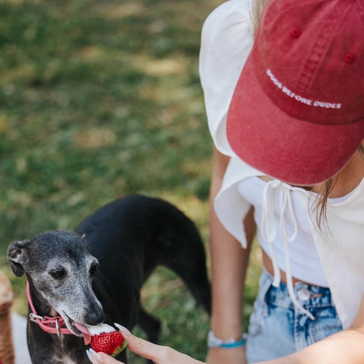 Woman wearing "DOGS BEFORE DUDES" red denim cap by Collar of Sweden, feeding strawberry to a greyhound. Frau mit roter Denim-Cap "DOGS BEFORE DUDES" von Collar of Sweden füttert Windhund mit Erdbeere. Femme portant une casquette rouge "DOGS BEFORE DUDES" de Collar of Sweden donne une fraise à un lévrier.