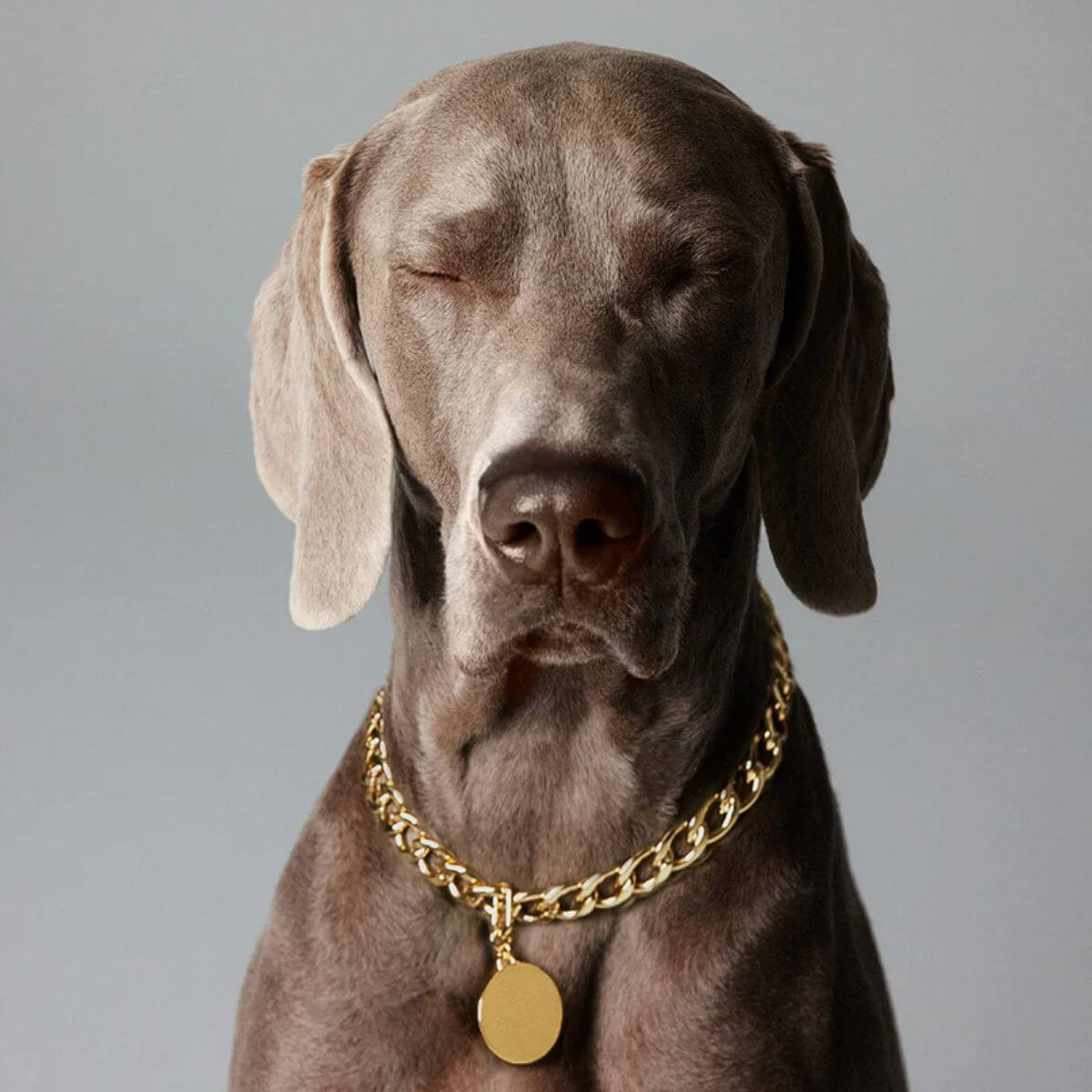 The Animals dog wearing chunky gold curb chain necklace with oval pendant, studio portrait.
Hund mit goldener The Animals Panzerkette und ovalem Anhänger, Studioaufnahme.
Chien portant le collier gourmette doré The Animals avec médaillon ovale, portrait en studio.