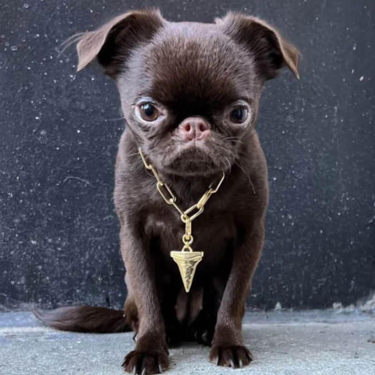 Small dog wearing a chunky gold chain by The Animals with shark tooth pendant.
Kleiner Hund mit goldener Gliederkette von The Animals und Haifischzahn-Anhänger.
Petit chien portant un collier doré The Animals avec pendentif dent de requin.