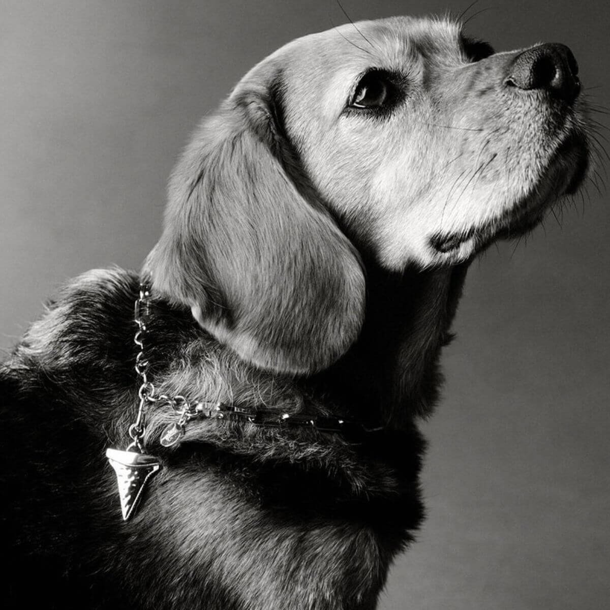 Dog wearing a silver chain collar with shark tooth charm by Pendants.
Hund mit silberner Gliederhalskette und Haifischzahn-Anhänger von Pendants.
Chien portant un collier chaîne argenté avec pendentif dent de requin de Pendants.