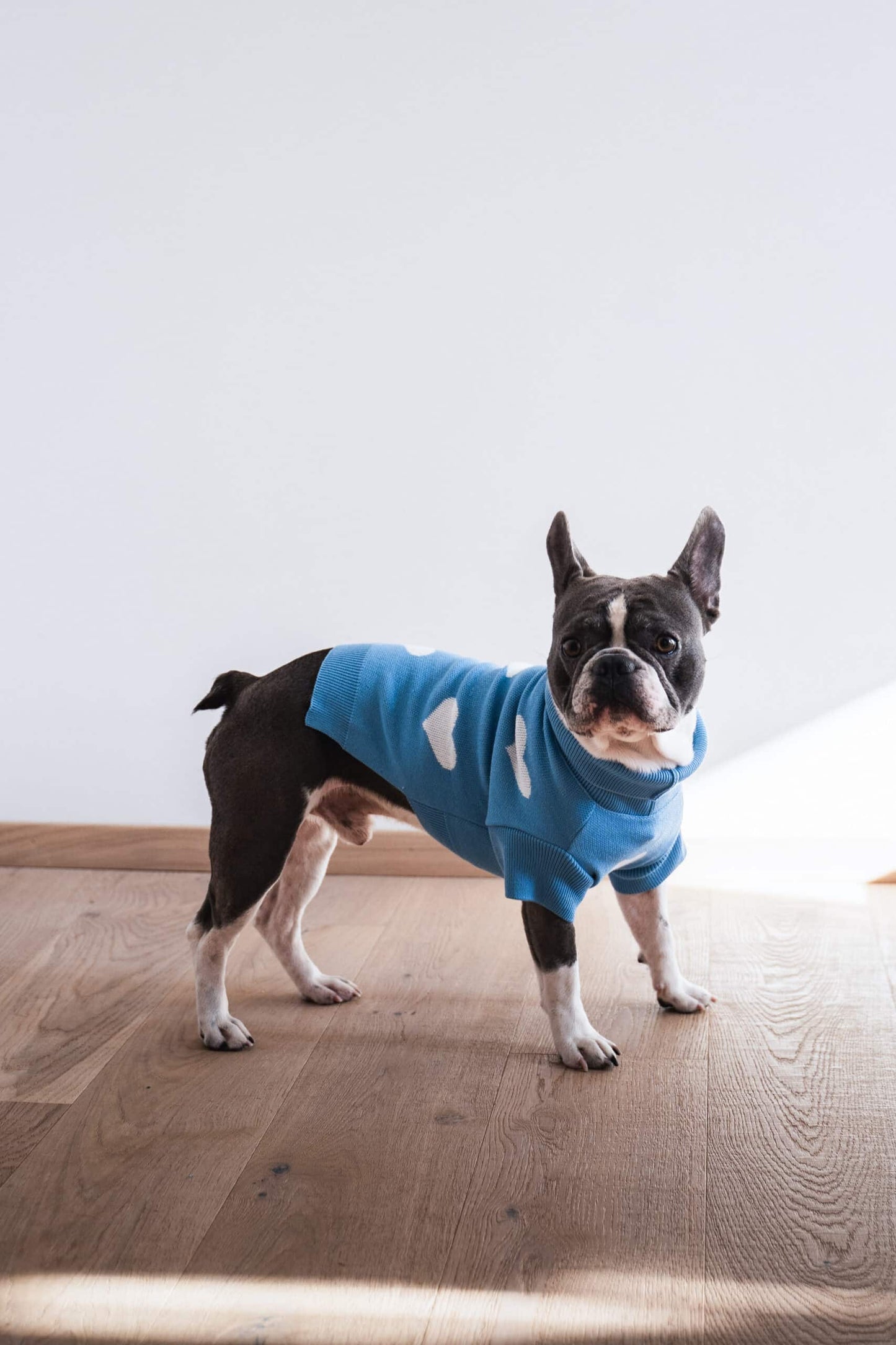French Bulldog wearing a dog sweater in blue with white hearts