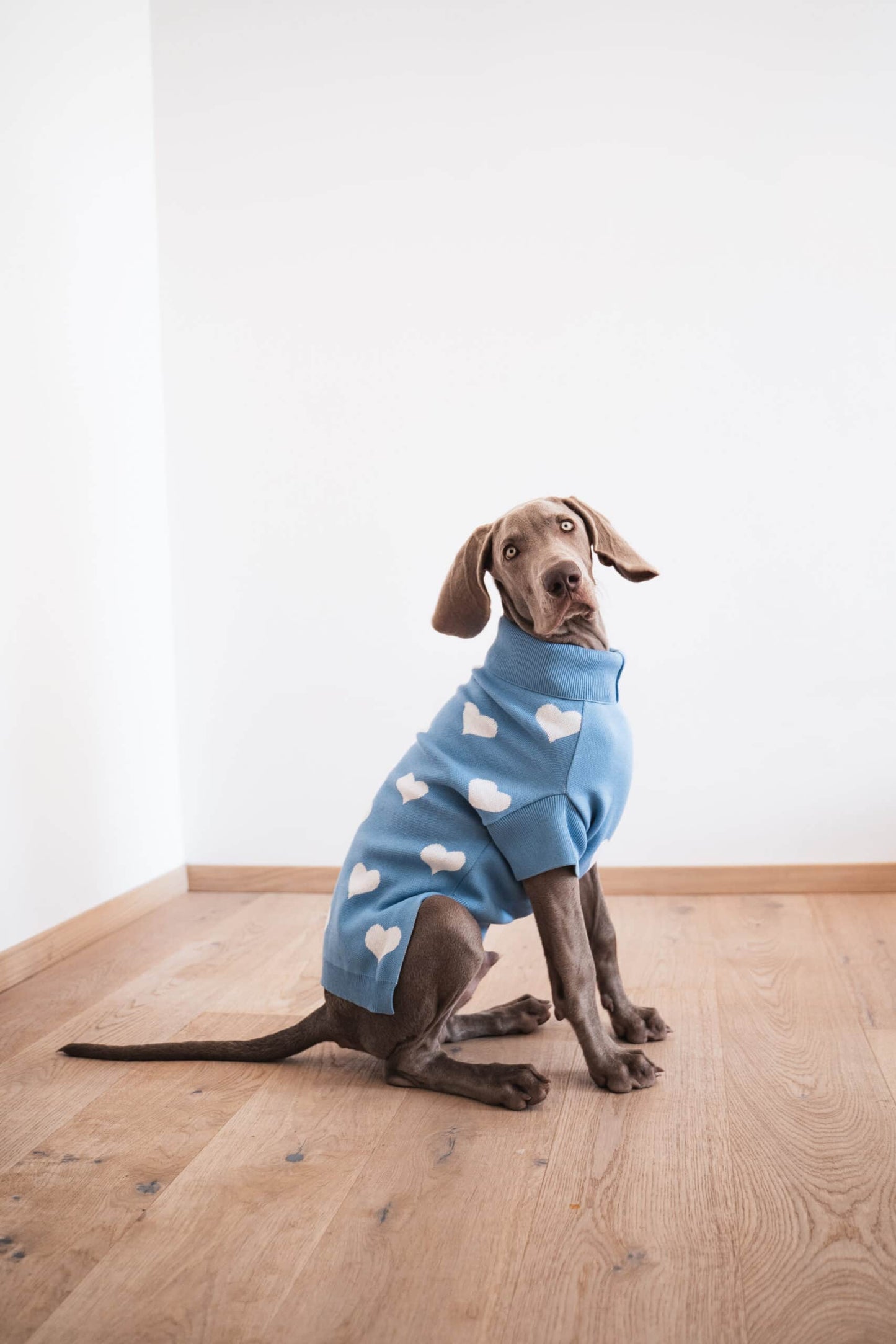 Dog wearing a dog sweater in blue with white hearts