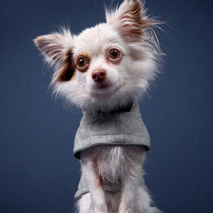 Small dog wearing grey wintercoat for dogs