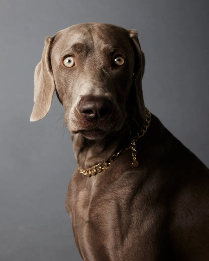 Dog wearing gold chain necklace El Diablo by THE ANIMALS