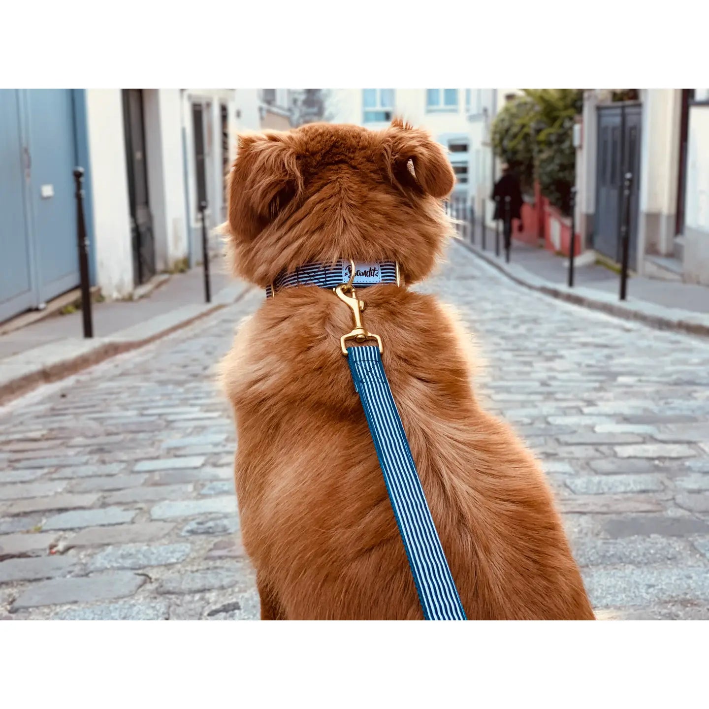 Dog wearing blue and white striped dog collar "In The Navy" with gold hardware by French Bandit