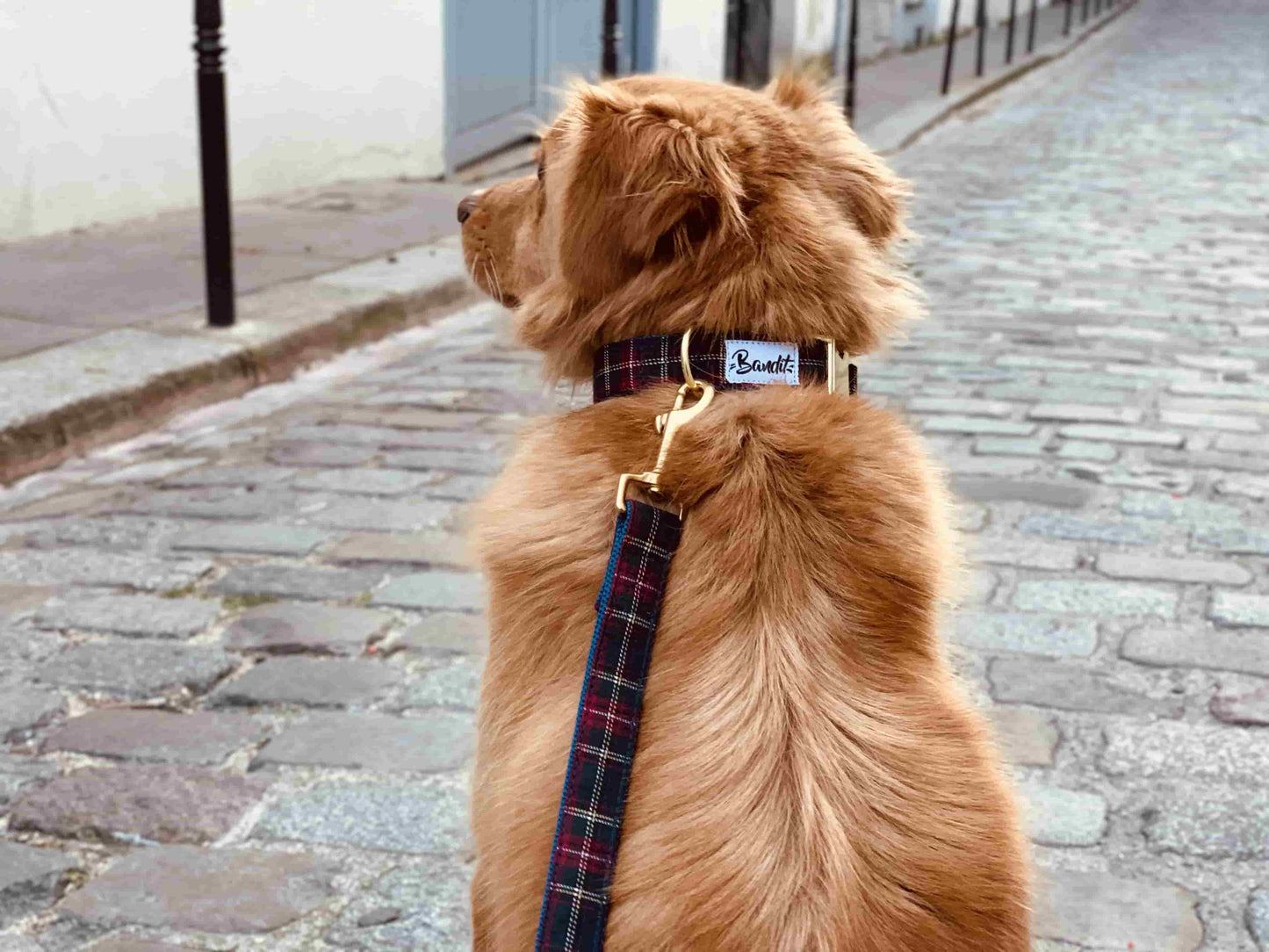 Dog wearing red, blue and white checkered "Wild Wild Wouf" dog collar with gold hardware by French Bandit