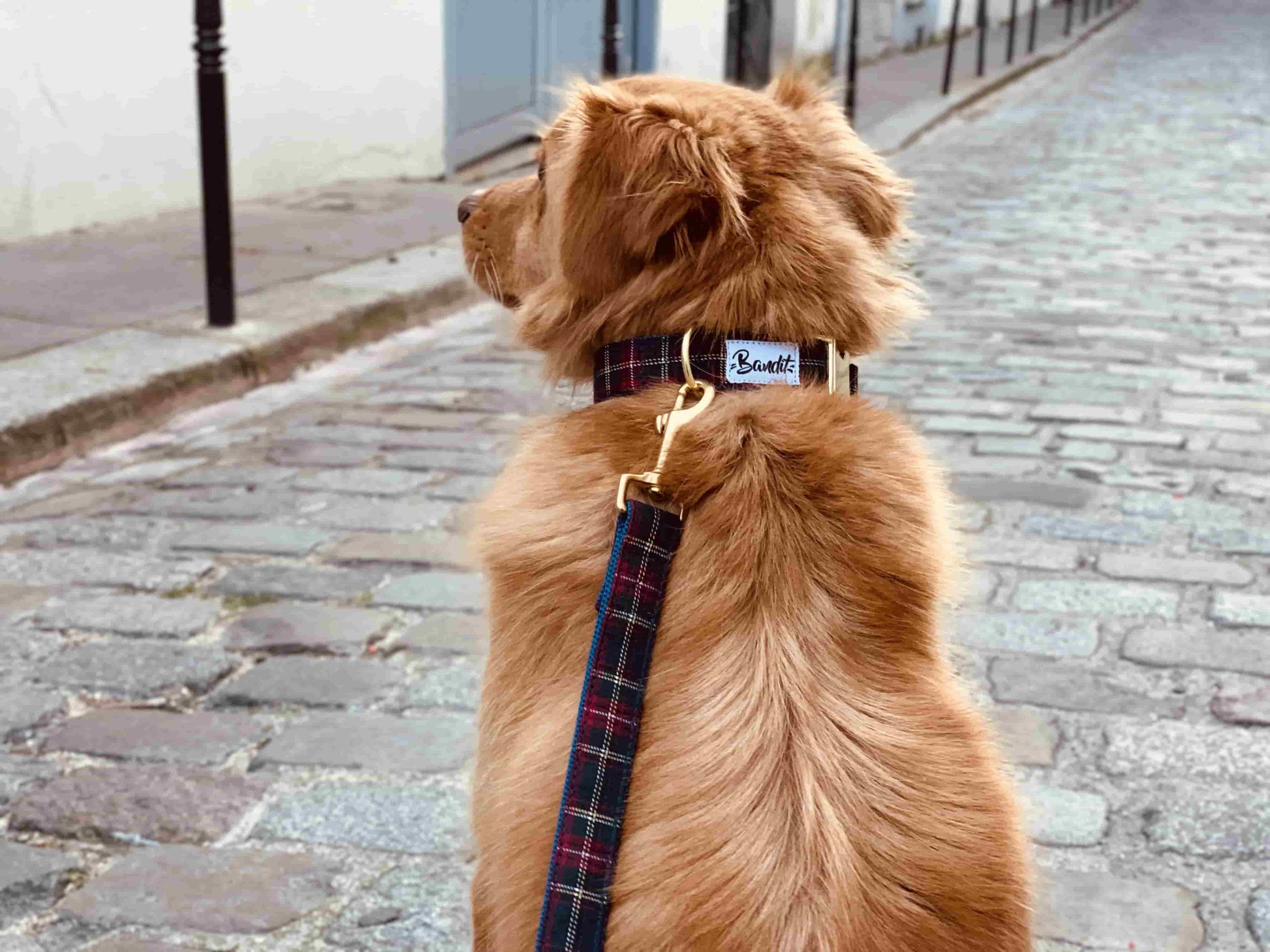 Dog wearing red, blue and white checkered "Wild Wild Wouf" dog collar with gold hardware by French Bandit