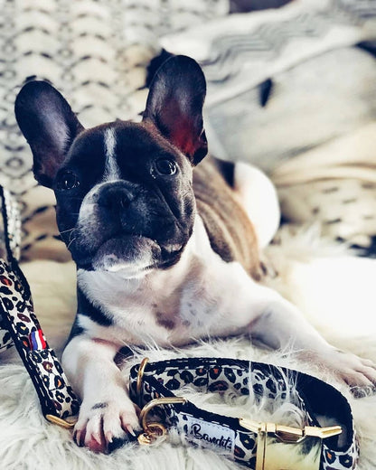 Dog lying next to leopard print dog collar with gold hardware by French Bandit