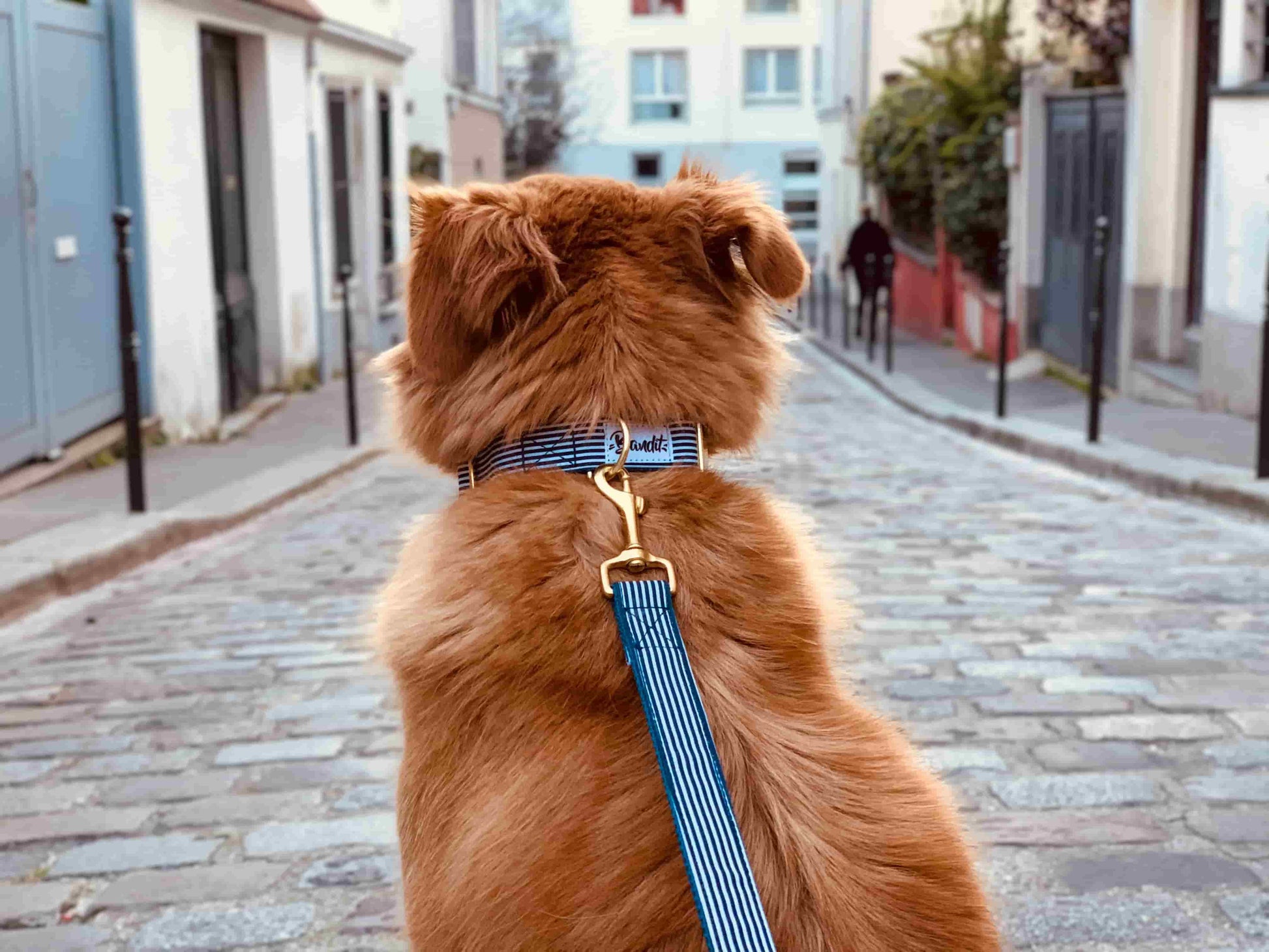 Dog wearing blue and white striped dog leash In The Navy with gold hardware by French Bandit