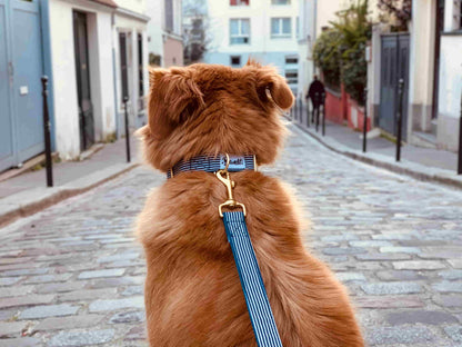 Dog wearing blue and white striped dog leash In The Navy with gold hardware by French Bandit